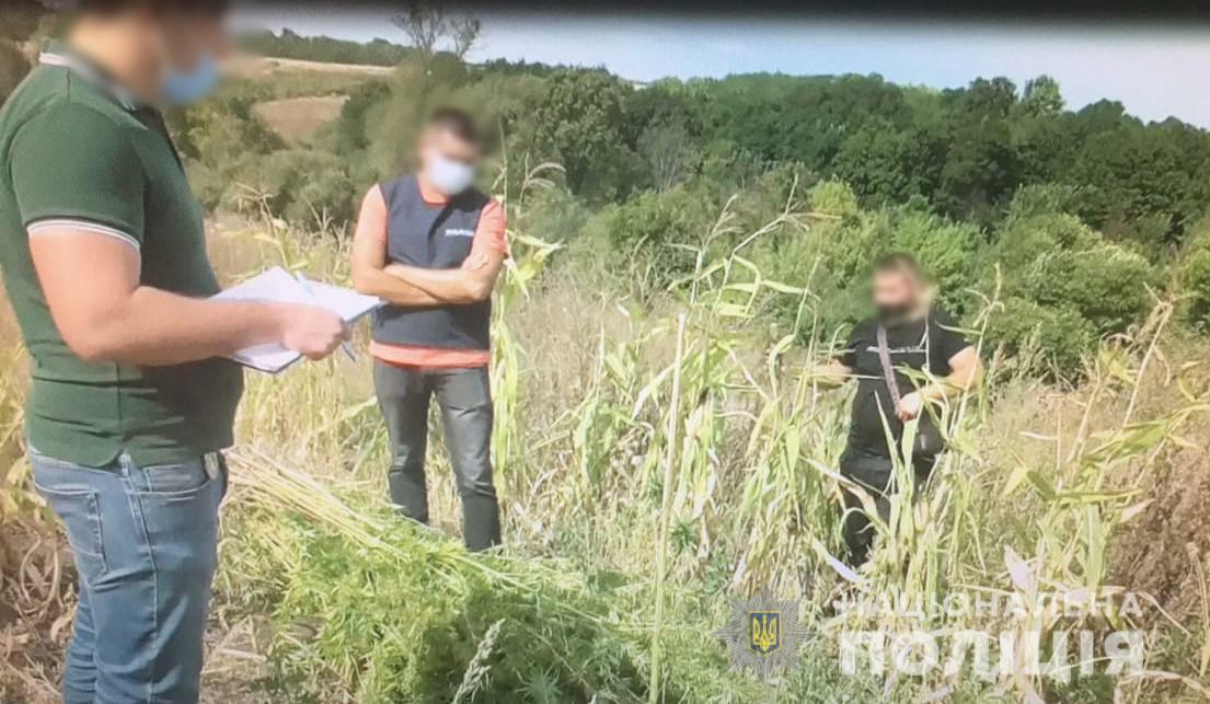 Полиция нашла на огороде урожай конопли