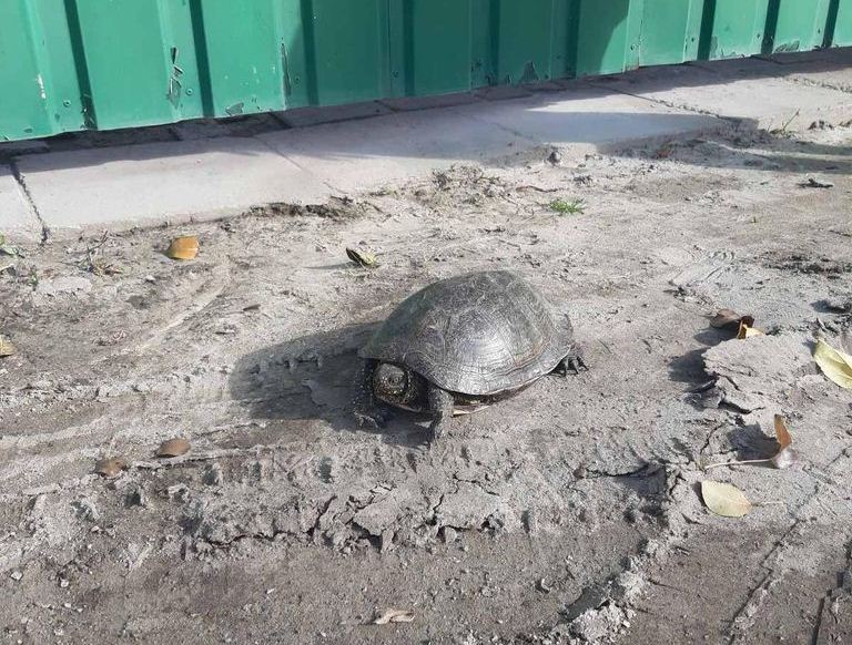 На Безлюдовке спасают черепаху (фото)
