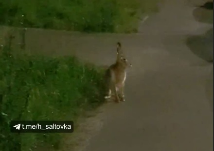 Во дворе на Салтовке заметили зайца (видео)