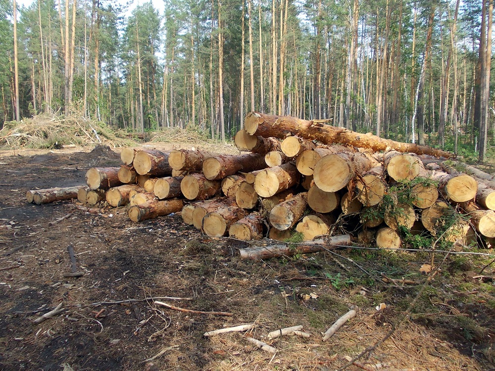 Под Харьковом вырубили лес на пять миллионов гривен