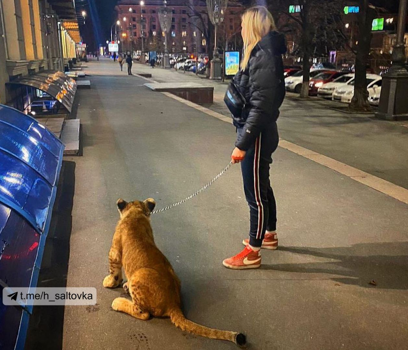 В центре Харькова девушка выгуливала льва (фото)