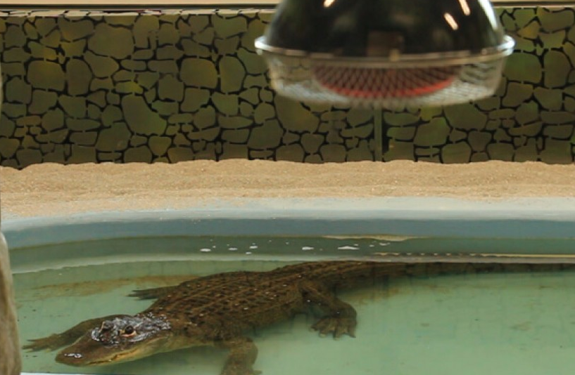 Двухуровневый бассейн с подогревом: в зоопарке переселили аллигатора (фото, видео)