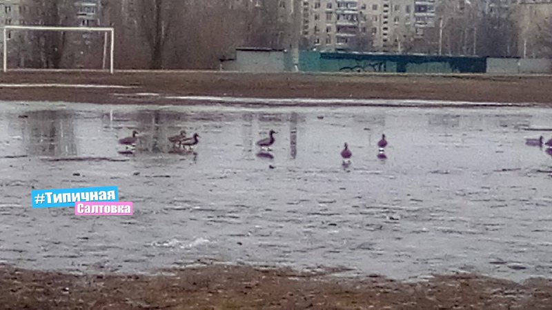 В Харькове на стадионе плавают утки (фото)
