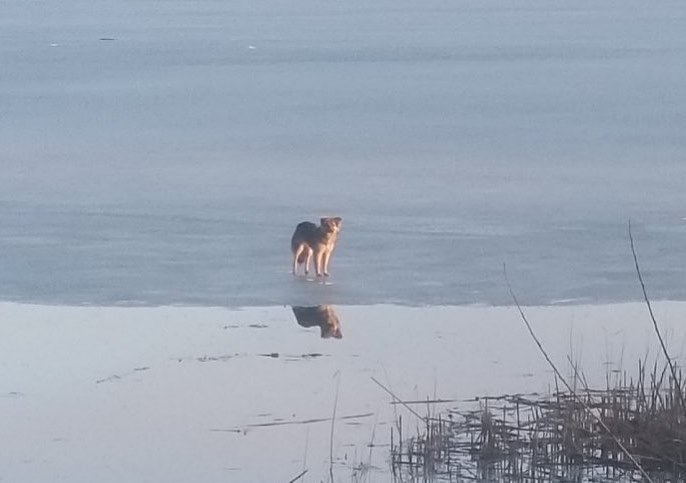 Оказалась на льдине: под Харьковом неделю не могут спасти собаку