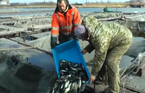 Под Харьковом в водоем выпустили 200 тысяч рыб: толстолобиков, карпов и белых амуров