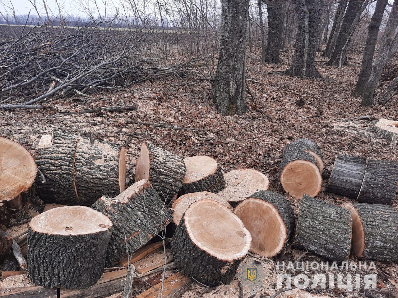 Под Харьковом "черные лесорубы" вырубили деревья