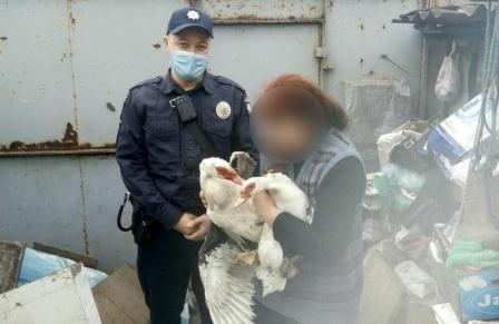 Утиные истории: под Харьковом полицейские шли по следу похищенных птиц