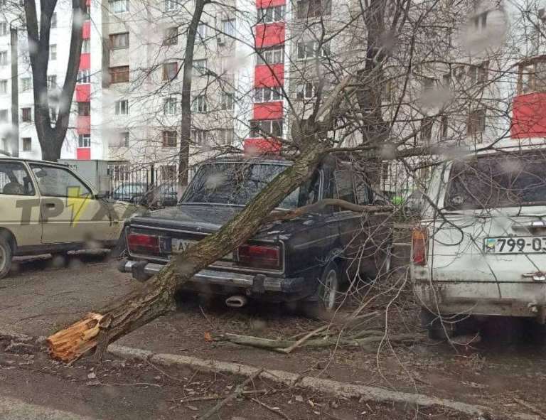 В Харькове из-за непогоды падают деревья (фото)
