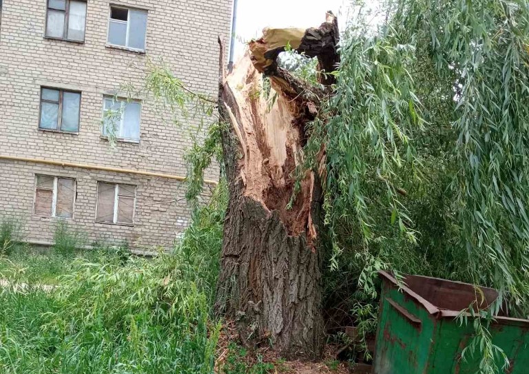 В Изюме огромное дерево рухнуло на пешеходную дорогу