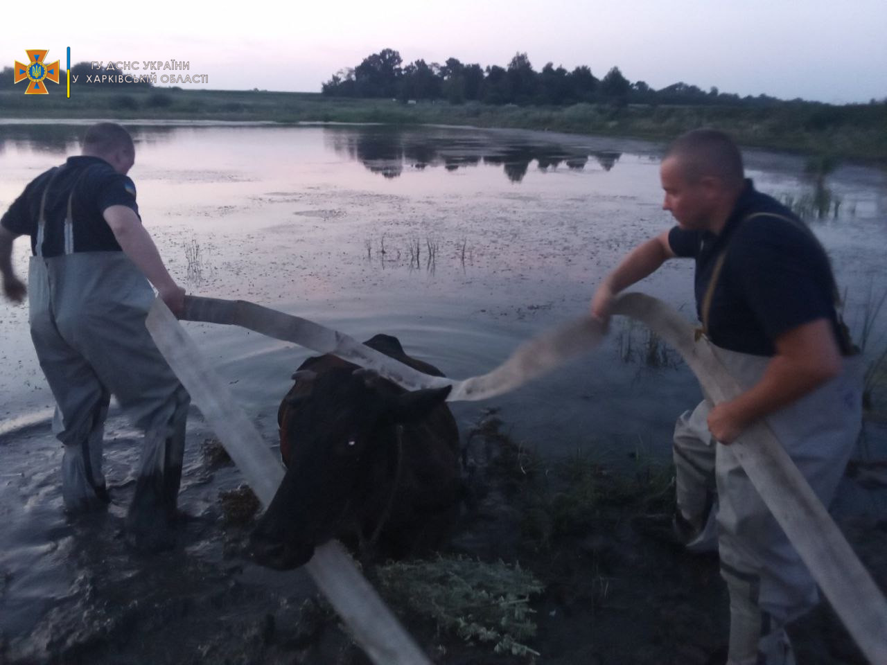 Под Харьковом корова застряла в грязи у водоема. Вызвали спасателей (фото) 