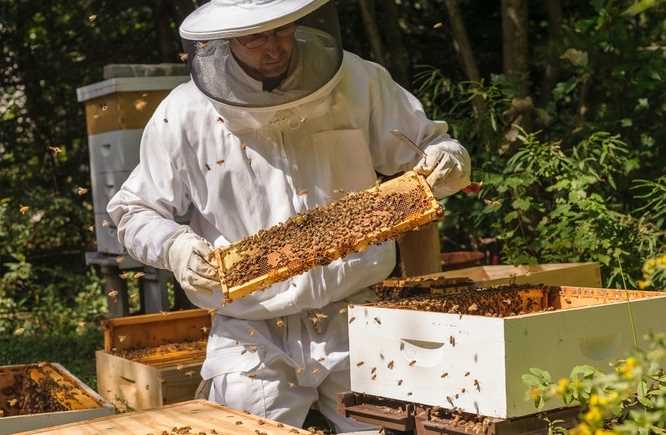 В Харькове пройдет ярмарка пчеловодства