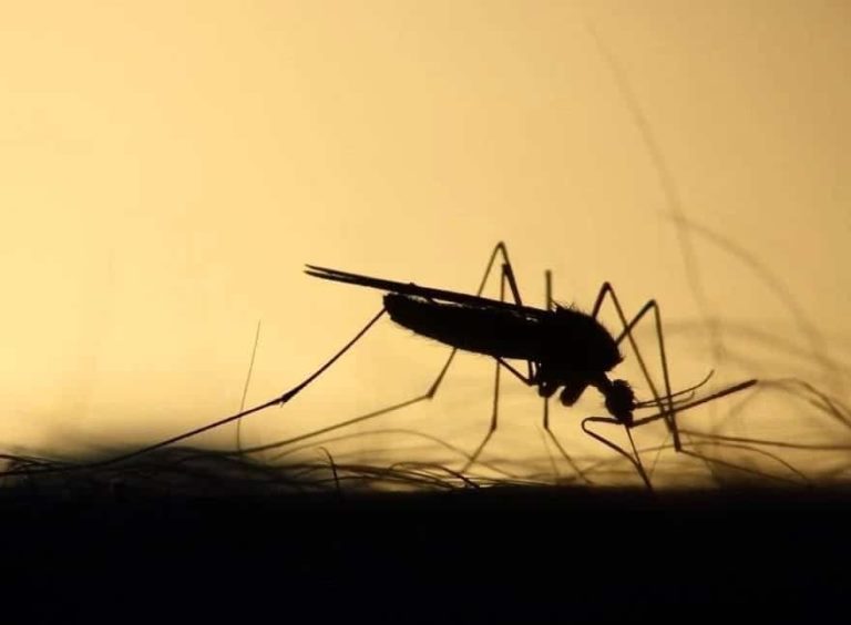 Видела укусы комаров. Харьковчанка на отдыхе заболела малярией