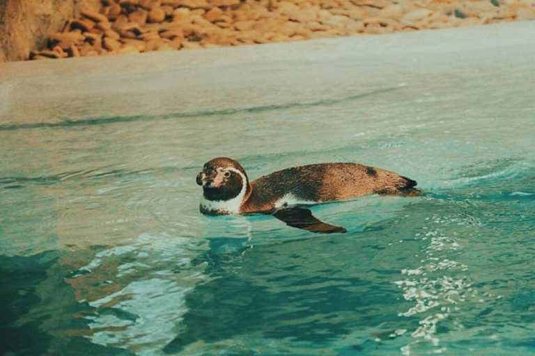 Приключения пингвинов в Харькове: зоопарк объявил необычный конкурс