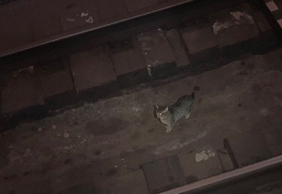 В Харькове по рельсам метро целый день бегал котенок (фото, видео)