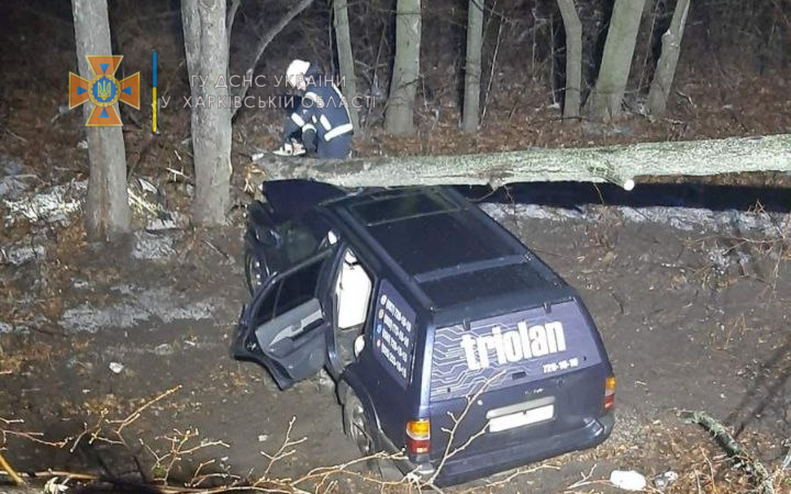 На трассе Харьков - Киев на машину упало дерево (фото)