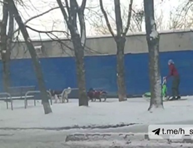 Харьковчанка проехалась по городу на собачьей упряжке (видео)