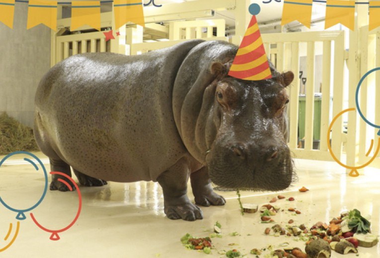 Харьковчан приглашают на день рождения бегемота