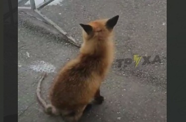 На территории больницы в Харькове бегает лиса (видео)