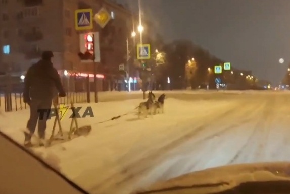 Харьковчанин прокатился по проспекту Науки в собачьей упряжке