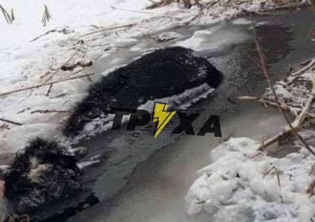 В реке под Харьковом нашли вмерзший в лед труп быка