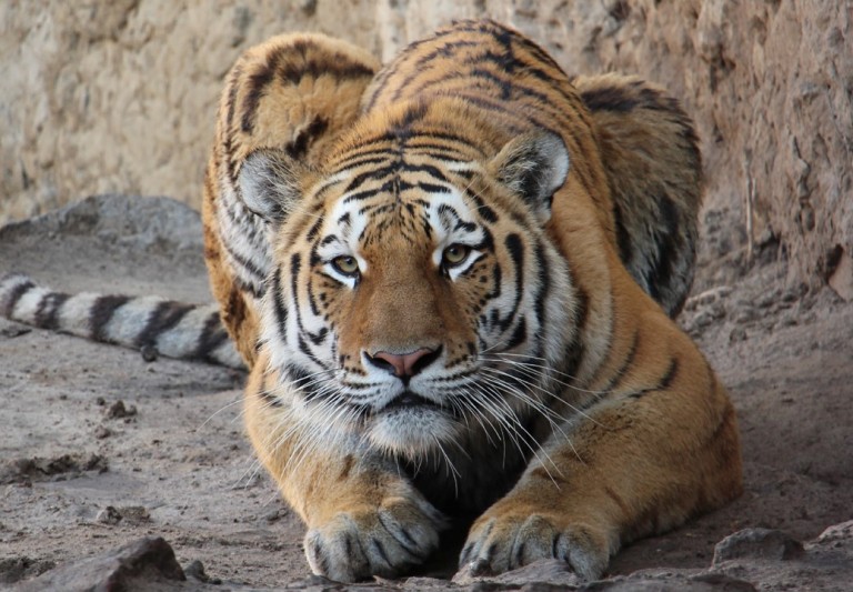 Харьковчан зовут посмотреть, как в зоопарке кормят тигра