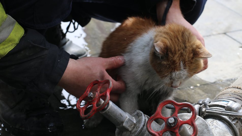 В Харькове из огня после обстрела спасли кота - теперь он будет жить в пожарной части
