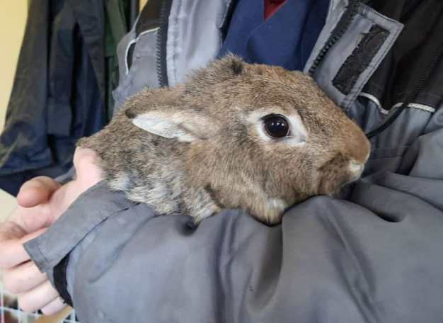 В Харькове трем кроликам ищут новых хозяев