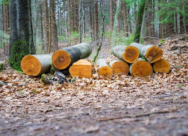 В оккупированной Боровской громаде россияне рубят лес, чтобы построить переправу