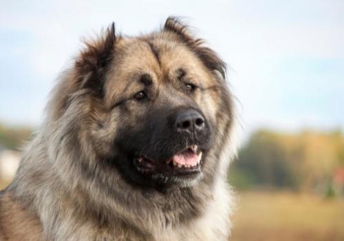 В Харькове спасли собаку, которая испугалась ракетного обстрела и провалилась в погреб