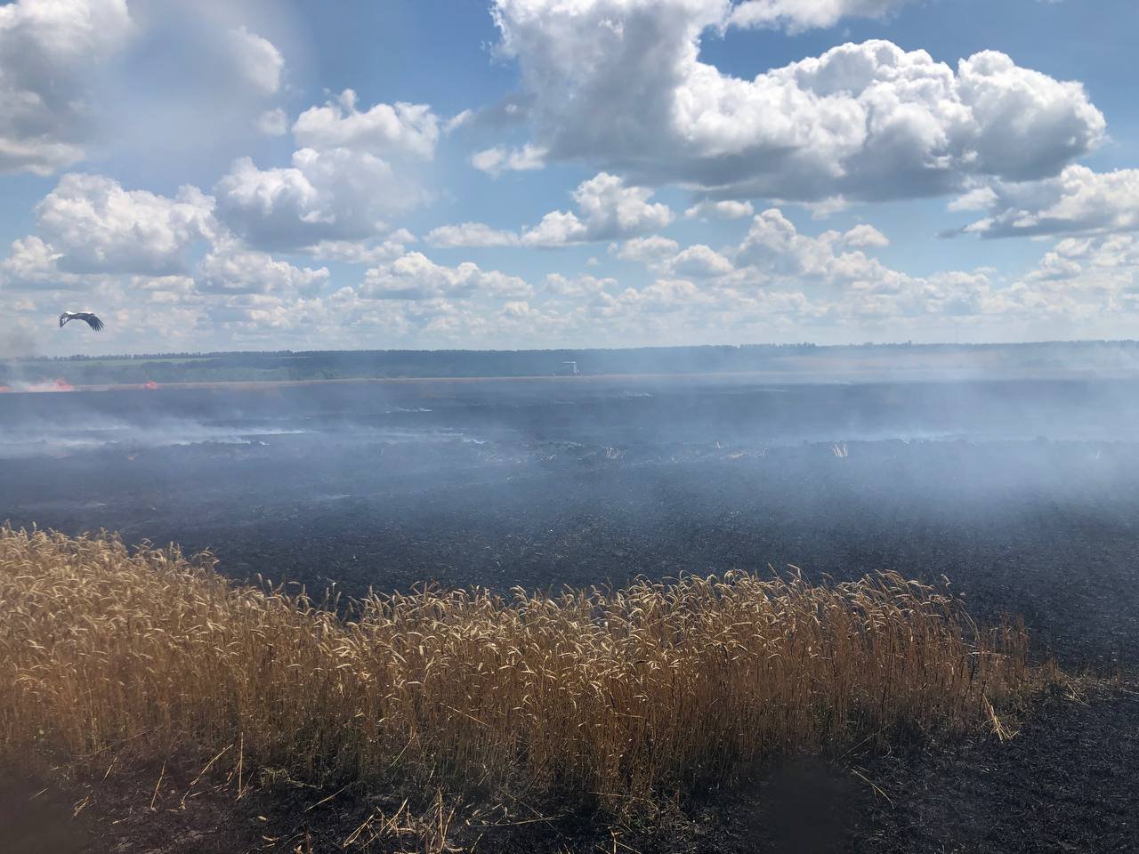 Войска РФ прицельно обстреливают в Харьковской области пшеничные поля