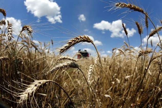 На Харківщині в результаті війни згоріли понад 170 га полів з пшеницею