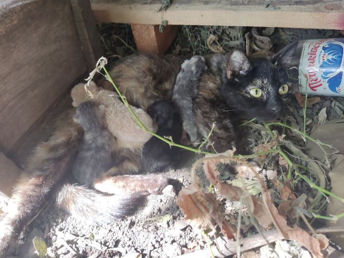 В зоне боевых действий под Харьковом украинские военные приютили кошку
