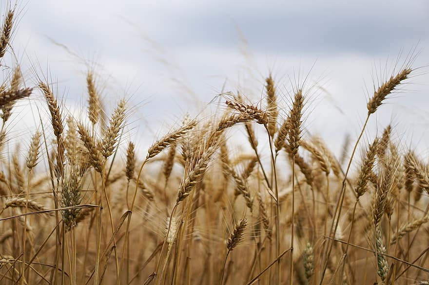На полях - зерно и военная техника: как харьковские аграрии собирают урожай в войну