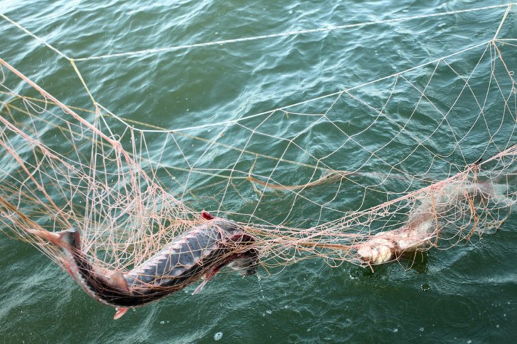 В Харьковской области мужчина тайно ловил рыбу сетями