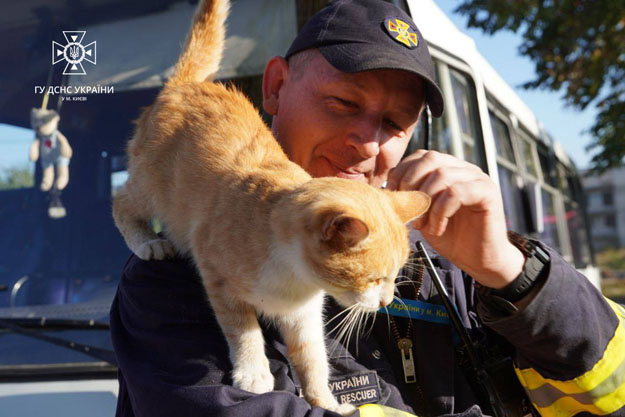 В Харьковской области кот оказывал психологическую помощь спасателям (фото)