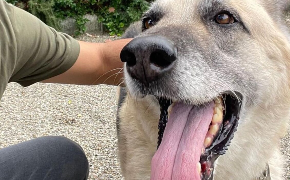 Собака, спасенная из Харьковской области, будет жить у всемирно известного певца