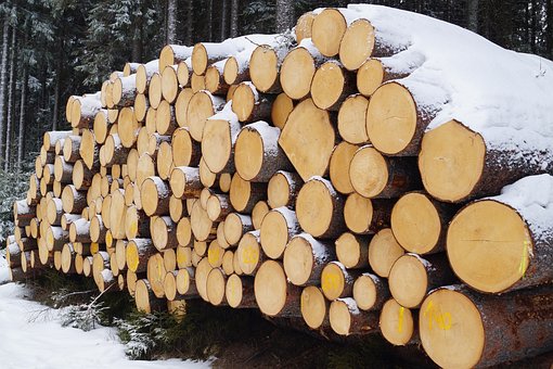 У Харківській області найменшу зарплату пропонують лісорубам
