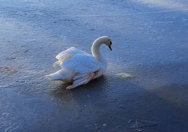 Под Харьковом спасли раненого лебедя