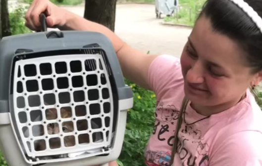 В Харькове спасли котенка из разрушенного обстрелами дома
