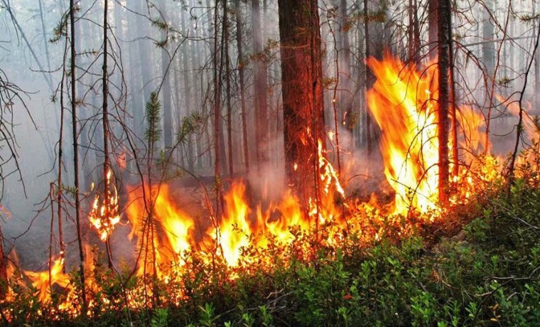В Харьковской области - лесной пожар после российских обстрелов