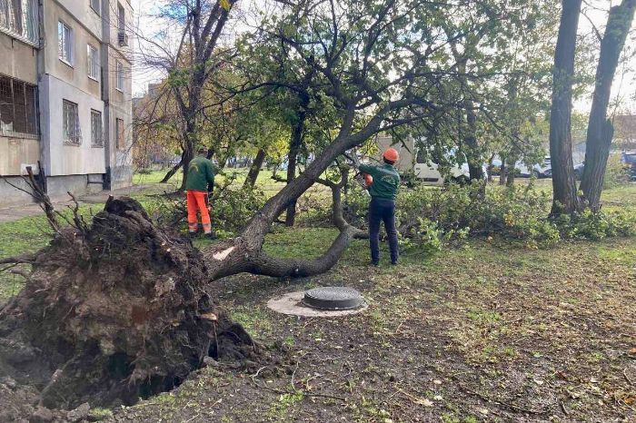 Ураган в Харькове повалил больше 400 деревьев (фото)