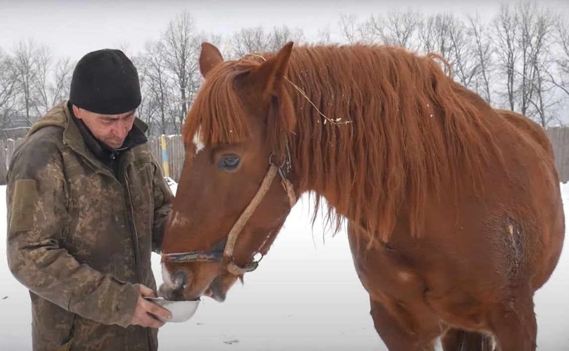 Полицейские спасли 28 породистых лошадей в Харьковской области