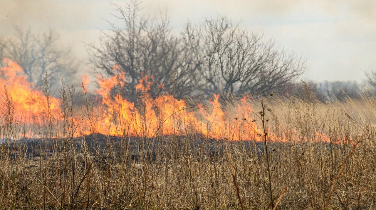 На Салтовке - масштабный пожар на открытой территории (фото)