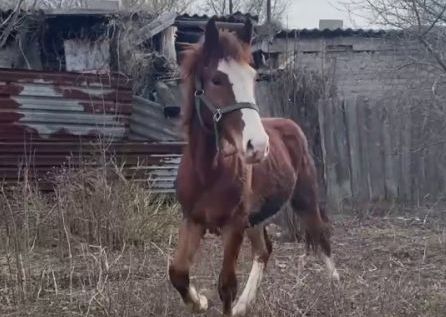Из Купянска эвакуировали коней (видео)