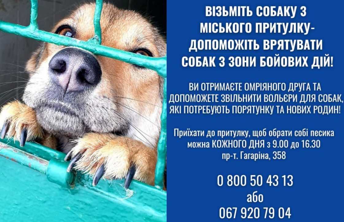 Харьковчане могут помочь животным, пострадавшим от боевых действий