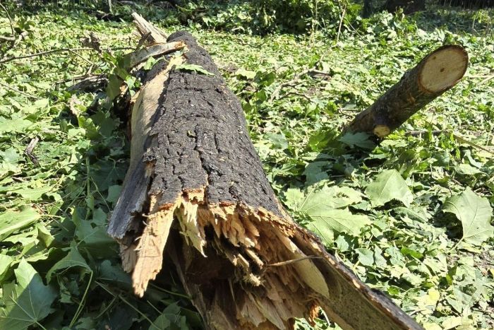 Авиаудар по Центральному парку: уничтожены большие деревья (фото)