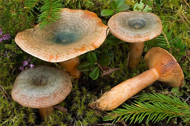 Три человека отравились грибами