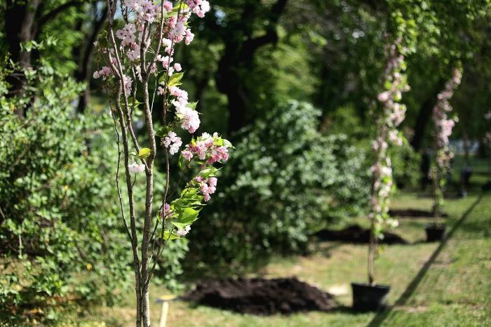 У ботанічному саду висадили алею сакур у пам'ять про загиблих каразинців (фото)