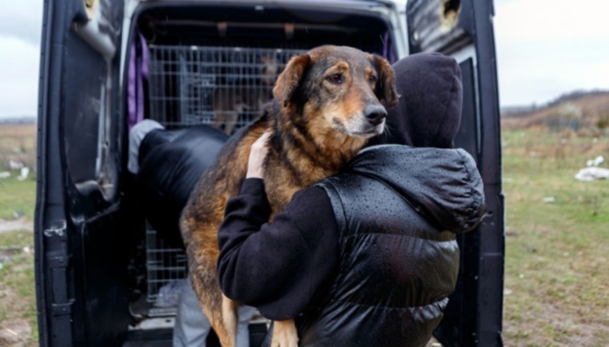 В Харьковской области собирают деньги для помощи животным