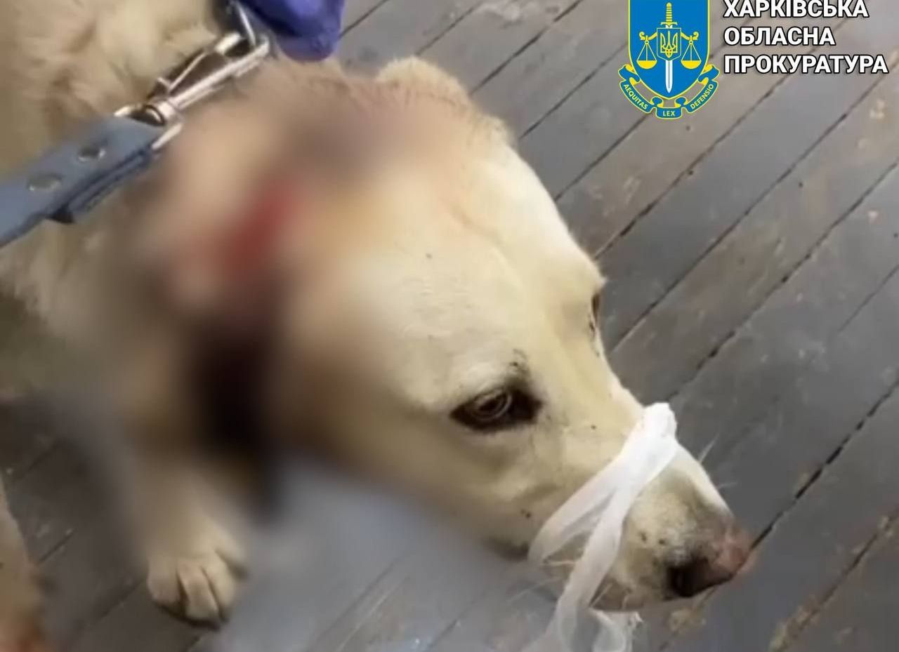 Харьковчанин порезал ножом бездомную собаку